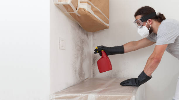Professional Black Mold Remediation technician working in Bergheim, TX