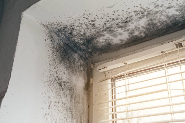 Affordable Black Mold Remediation solutions in Bergheim, TX